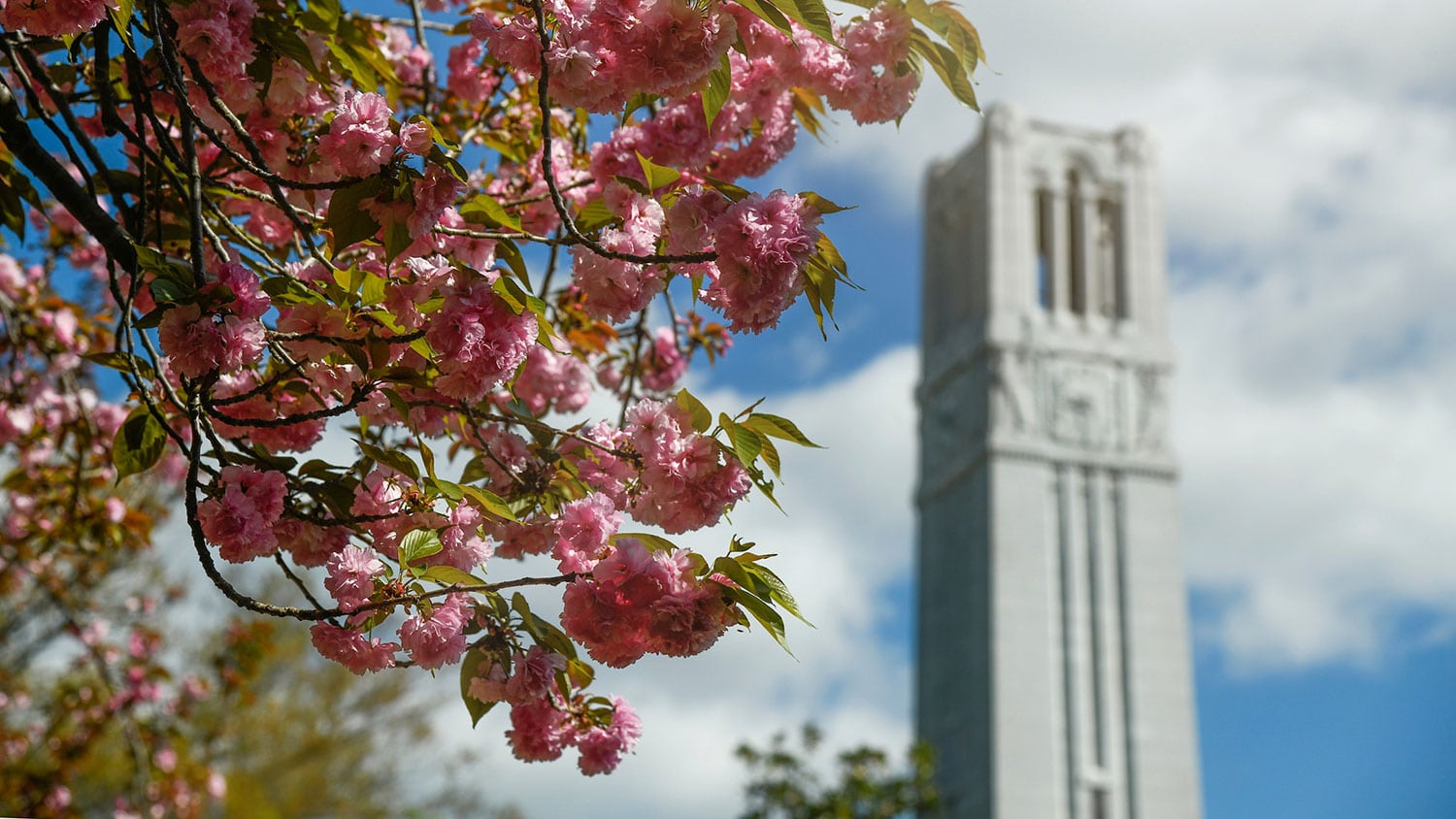 Spring blossoms wave in front of the NC State Memorial Belltower.