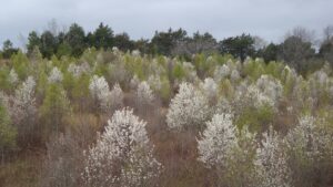 A field of bradford pear trees.