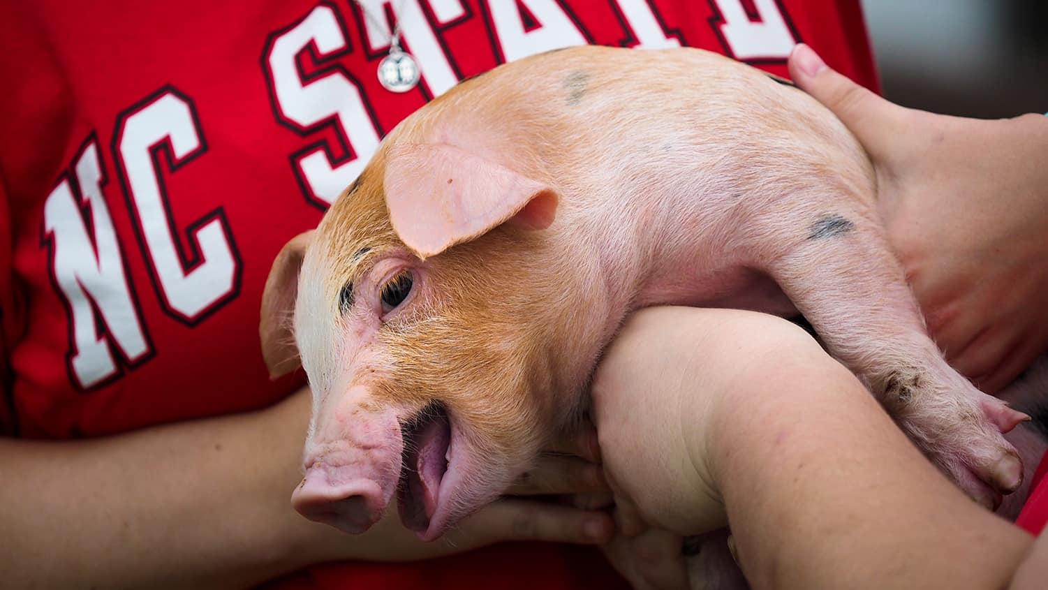 A squealing piglet in the arms of an NC State student.